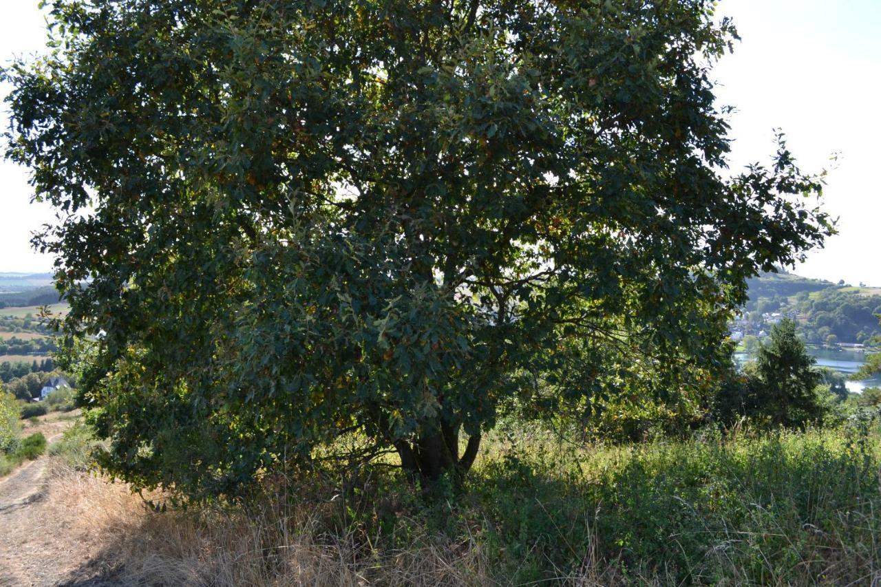 Appartamento "Alter Bahnhof" Schalkenmehren Esterno foto